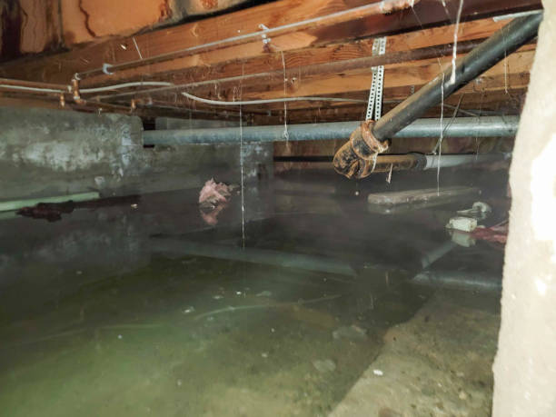 Best Carpet water damage restoration  in Ellisburg, NJ