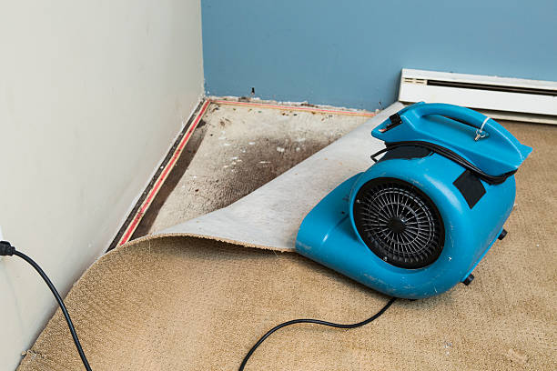 Best Water damage contractors near me  in Ellisburg, NJ